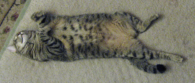 Franzie Sleeping